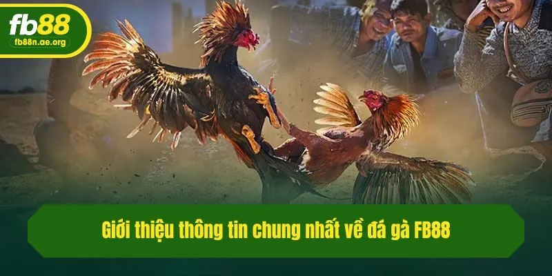 Giới thiệu thông tin chung nhất về đá gà Fb88